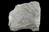 Pennsylvanian Fossil Horsetail (Sphenophyllum?) Plate - Kentucky #176781-1